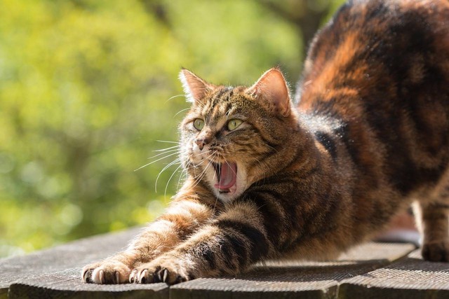 Ilustrasi kenapa kucing guling-guling setelah kawin. Foto: Pixabay
