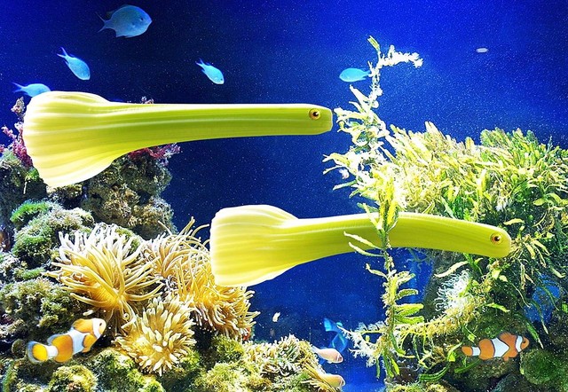 Ilustrasi cara membersihkan aquarium tanpa memindahkan ikan. Foto: Pixabay