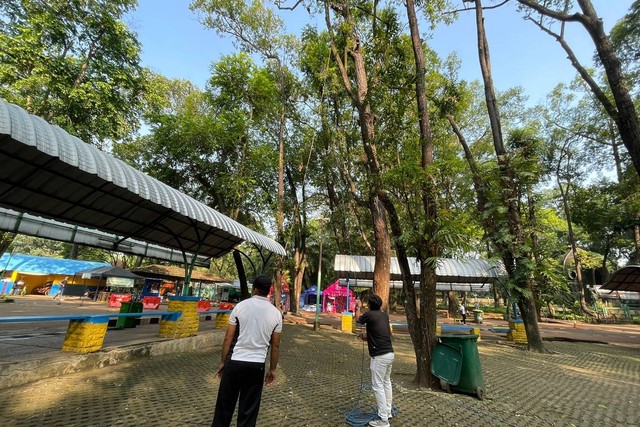 Proses pemangkasan cabang pohon yang mati atau kering usai 2 orang menjadi korban yang tertimpa di Kebun Binatang Ragunan, Jakarta Selatan. Foto: Dok. Humas Ragunan