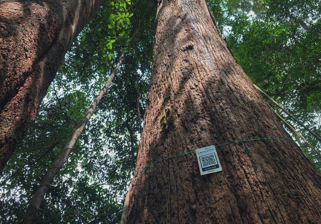 Hutan Tawang Serimbak di Desa Ensaid Panjang, Kab. Sintang, Kalimantan Barat