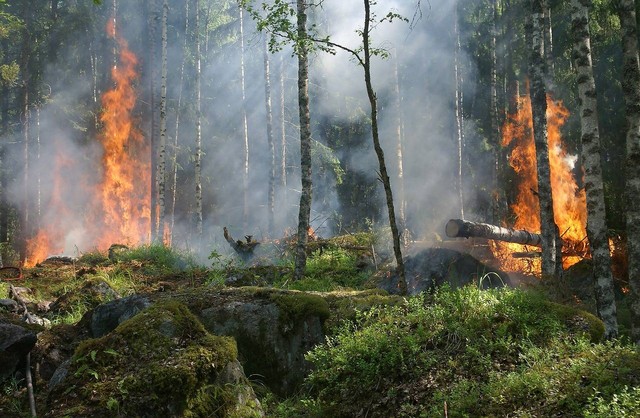 Ilustrasi cara mencegah kebakaran hutan - pixabay.com/ylvers
