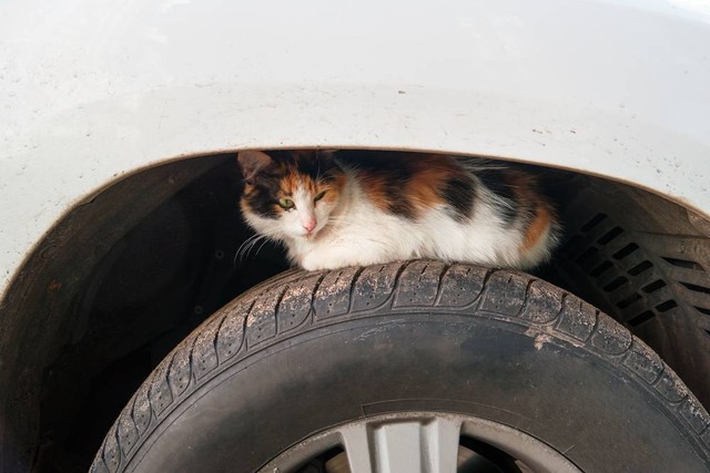 Ilustrasi hewan bersembunyi di mobil. Foto: Shutterstock
