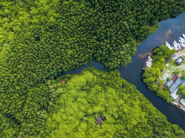 Ilustrasi apakah yang menyebabkan keanekaragaman hayati di Indonesia cukup tinggi. Foto: Unsplash/Joel Vodell