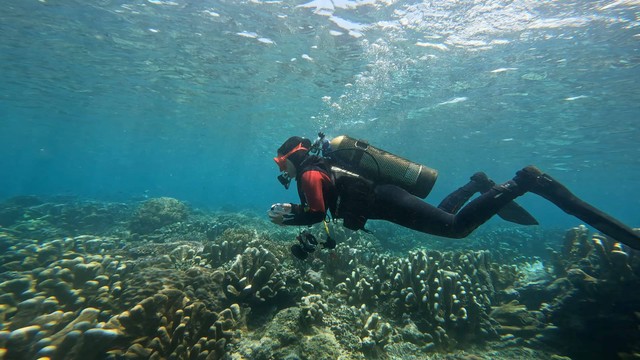 Prasari Riski Hutami, penyelam perempuan dari environmental team Harita Nickel saat memantau terumbu karang di perairan Kawasi, Pulau Obi, Maluku Utara. Foto: kumparan