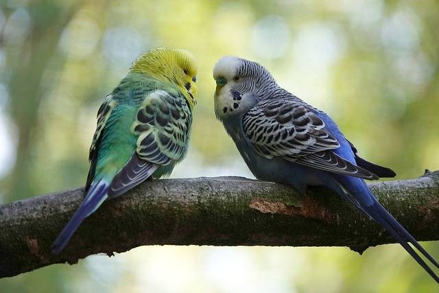 Ilustrasi mutasi warna burung parkit. Foto: Uschi Dugulin/Pixabay
