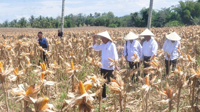 Presiden Jokowi melakukan panen jagung di Desa Kotaraja, Kecamatan Dulupi, Kabupaten Boalemo, Senin (22/4). Foto: Dok Kominfotik.