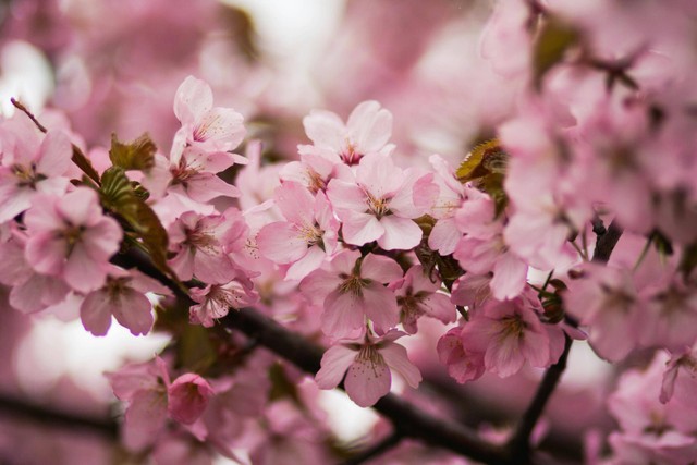 Photo by Kristina Paukshtite from Pexels: https://www.pexels.com/photo/pink-cherry-blossoms-701816/