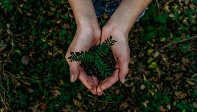 Ilustrasi Cara Mengatasi Perubahan Iklim Sumber Unsplash/Noah Buscher