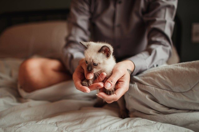 ilustrasi merawat bayi kucing (Pexels)