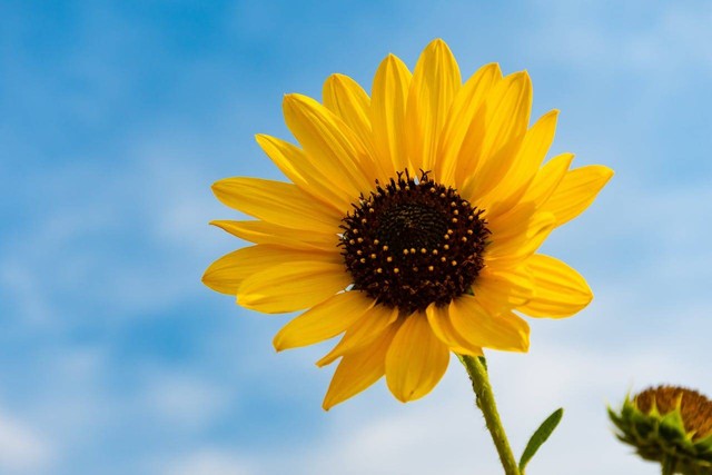 ilustrasi bunga matahari (Pexels)