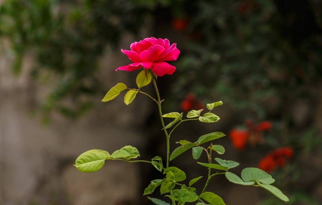 ilustrasi bunga mawar (Pexels)
