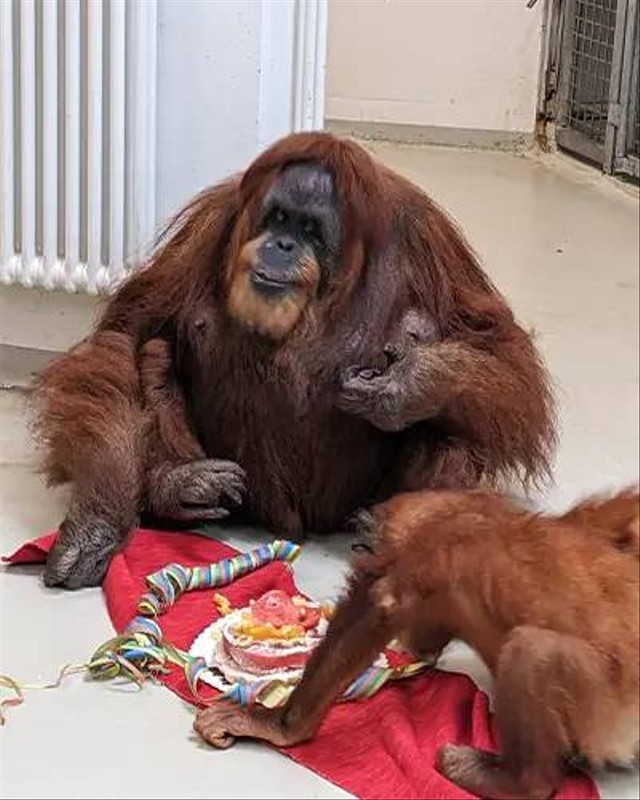 Bella, orangutan tertua di dunia ulang tahun ke-63 Foto: Guinness World Records