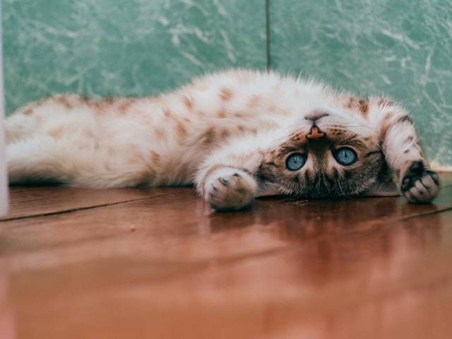 Apakah Kucing Boleh Makan Kacang? Foto Hanya Ilustrasi. Sumber Foto: Unsplash.com/Ilse Orsel