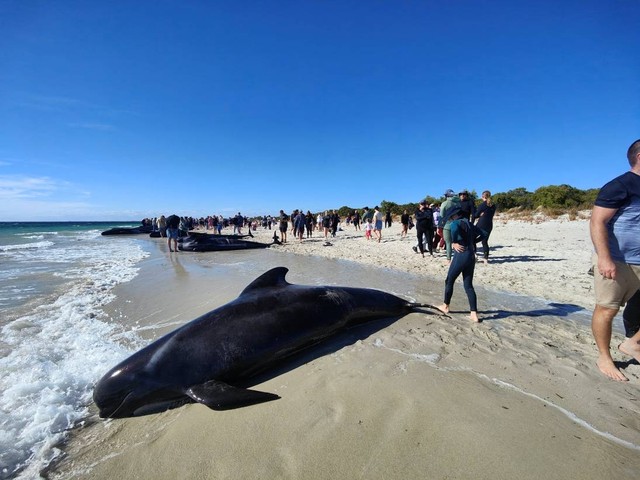 Sejumlah paus terdampar di Australia. Foto: Carlos Barria/Reuters
