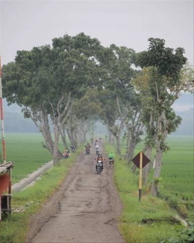 Sumber : Dokumentasi Pribadi " Jalan Dan Sawah Di Sidareja "