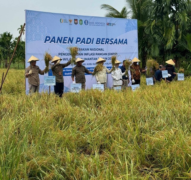 Panen padi bersama petani binaan Bank Indonesia beberapa waktu lalu. BI dan Pemprov Kalbar siap stabilkan harga dan ketersediaan bahan pokok jelang Idul Adha dan Pilkada. Foto: Dok. Bank Indonesia