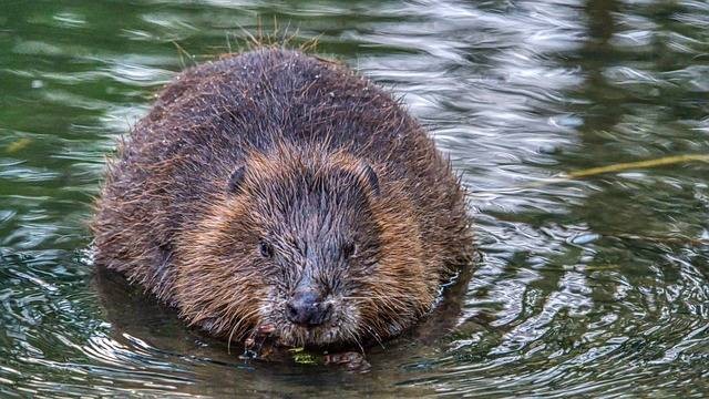 Ilustrasi perbedaan otter dan berang-berang. Sumber: pixabay