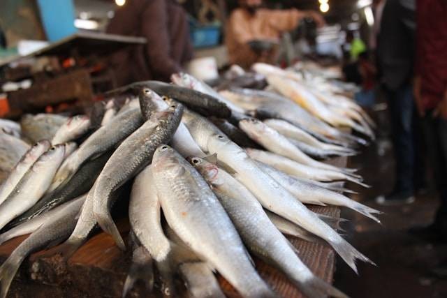 Pasar Ikan Modern Muara Baru. Foto hanya ilustrasi, bukan tempat sebenarnya. Sumber:Unsplash/Zeeshan Tejani