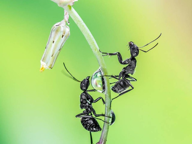 Ilustrasi hewan pemakan semut. Sumber: www.unsplash.com