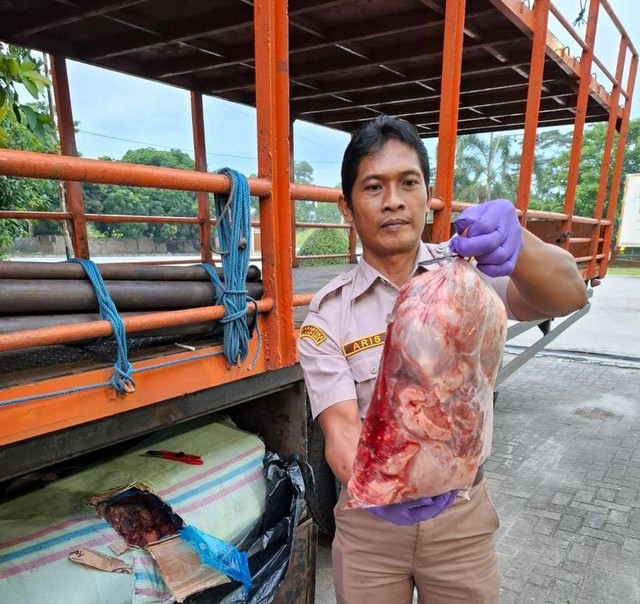 Karantina Lampung berhasil gagalkan ratusan kilogram daging celeng asal Bengkulu. | Foto: Dok Karantina Lampung