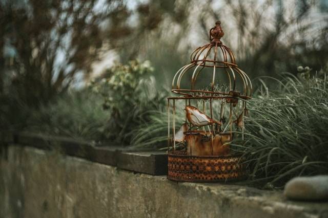 Rekomendasi Model Kandang Burung Berdasarkan Jenis Burungnya. Foto Hanya Ilustrasi. Sumber Foto: Unsplash.com/Zoltan Tasi