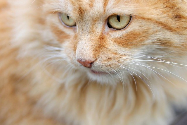 Ilustrasi efek samping parasetamol pada kucing. Foto: Pixabay