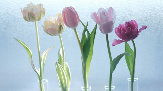 Ilustrasi menanam bunga tulip. Sumber foto: Unsplash