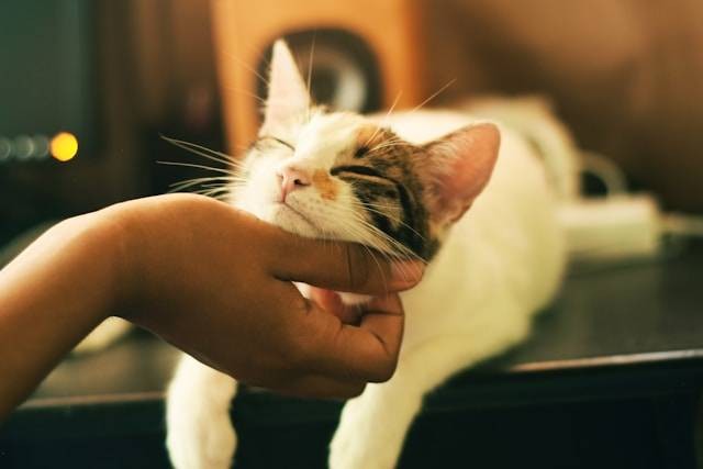 Ilustrasi cara melatih kucing agar berani. Foto: Yerlin Matu/Unsplash