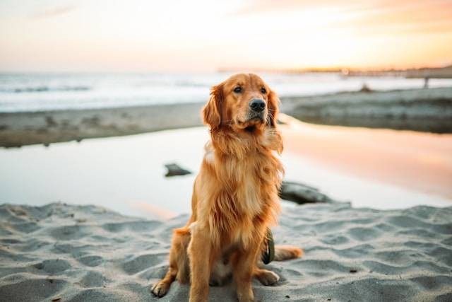 Ilustrasi cara melatih anjing buang air di kamar mandi. Foto: Justin Aikin/Unsplash