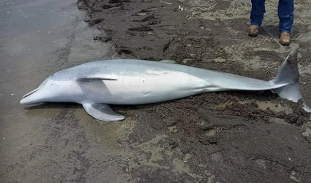 Lumba-lumba hidung botol remaja kemungkinan besar mati karena luka tembakan di sejumlah tubuhnya.  Foto:  Audubon Aquarium Rescue