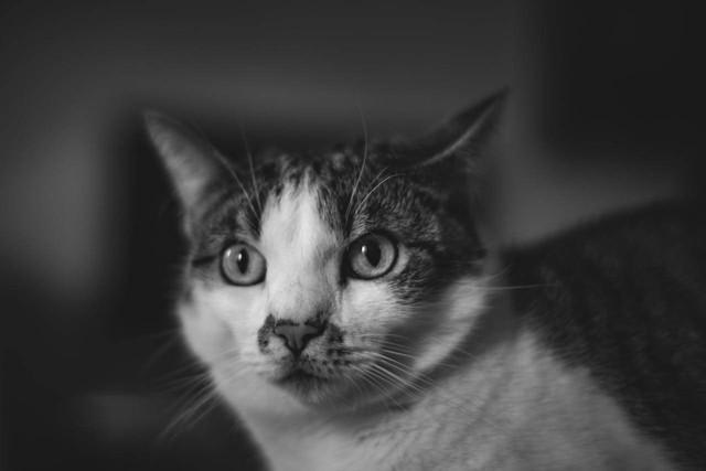 ilustrasi kucing penakut. Sumber foto: Pexels