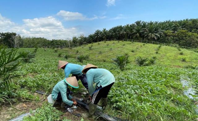 Petani swadaya di Desa Merarai Satu sedang merawat lahan mereka yang memiliki konsep pertanian regeneratif