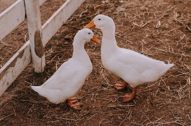 Ukuran Kandang Bebek Petelur yang Ideal. Foto Hanya Ilustrasi. Sumber Foto: Unsplash.com/Benigno Hoyuela