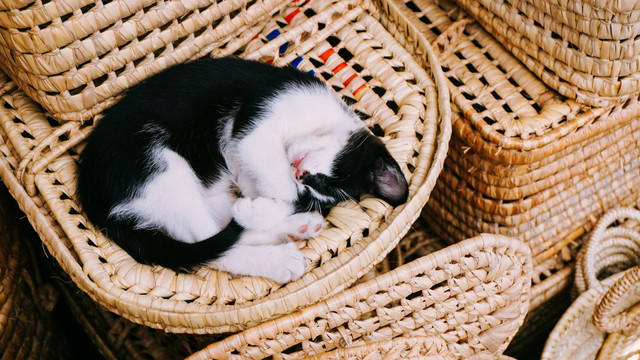 Ilustrasi anak kucing tidur. Sumber foto: Unsplash