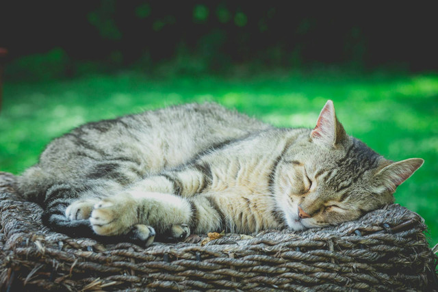 Ilustrasi kucing tidur. Sumber foto: Unsplash