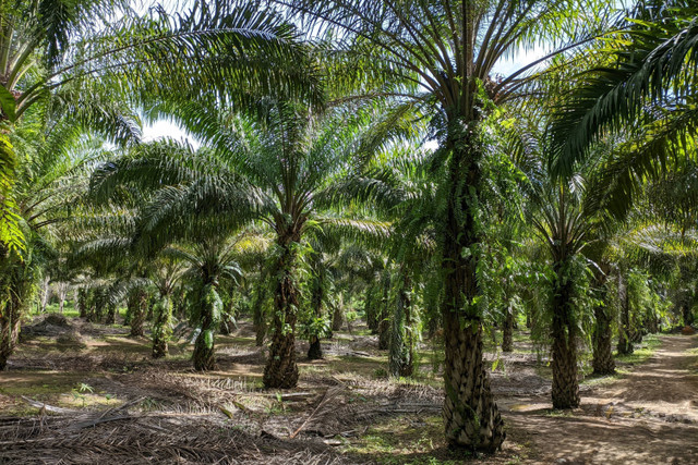 Ilustrasi perkebunan sawit. Foto: Shutterstock