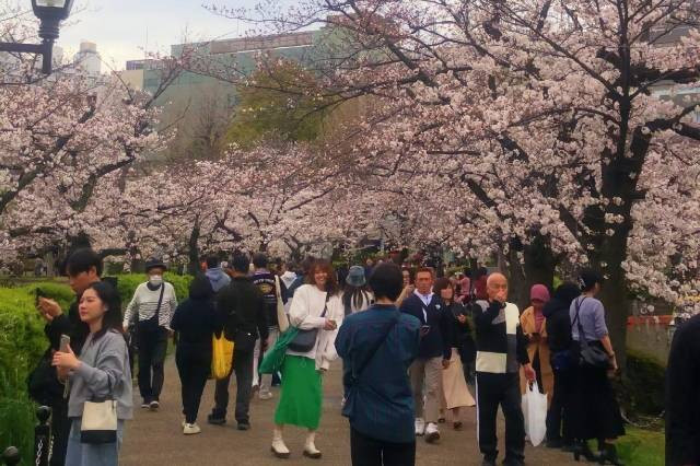 Para wisatawan berdatangan dari dalam dan luar negeri untuk melihat sakura di Ueno Park, Tokyo. (Foto : Yongki Wijaya)