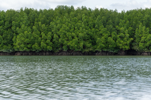 Ilustrasi hutan mangrove adalah. Sumber foto: Pixabay/dslr99