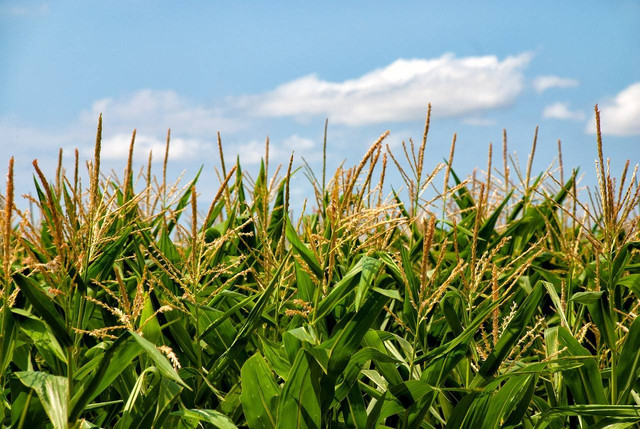 Ilustrasi ladang jagung sebagai salah satu penghasil bahan makanan pokok. Foto: Pixabay