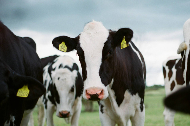 Ilustrasi manfaat probiotik untuk sapi ternak. Sumber foto: Unsplash