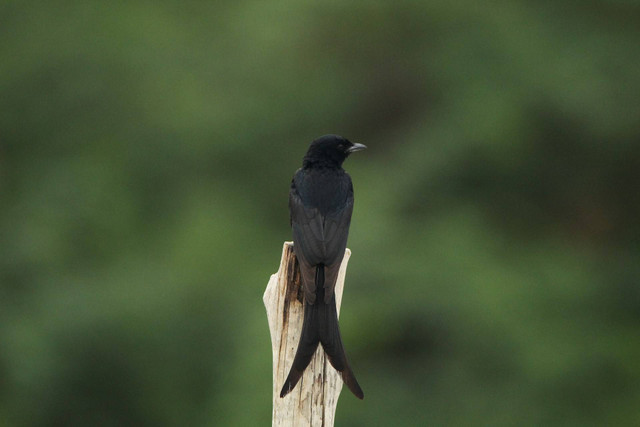 Ilustrasi burung trucukan. Sumber foto: Unsplash