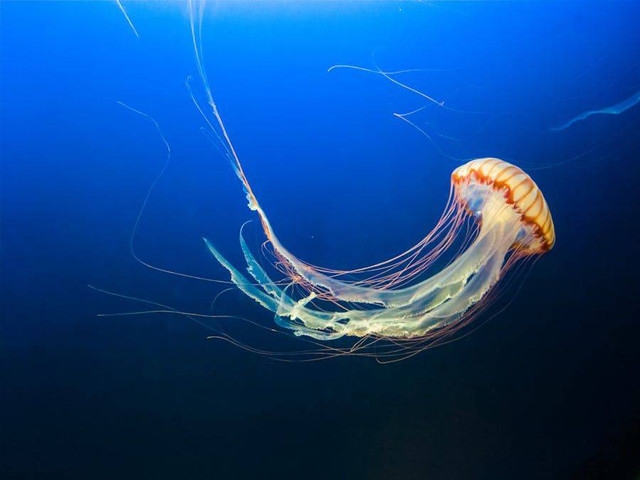 Ilustrasi contoh hewan yang memiliki tentakel. Sumber foto: Unplash/Jeffrey Hamilton