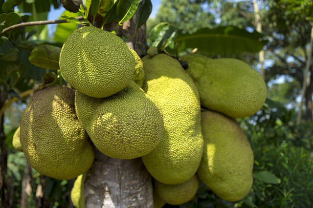 Ilustrasi buah nangka, bahan baku utama pembuatan gudeg. Foto: Pixabay
