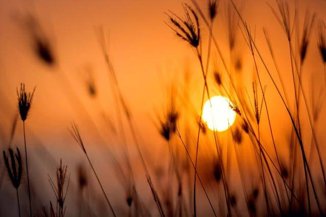 Ilustrasi Hari Surya Sedunia. Foto: Pexel.