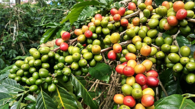 Ilustrasi Kenapa kopi arabika lebih mahal dari robusta?. Sumber: pixabay