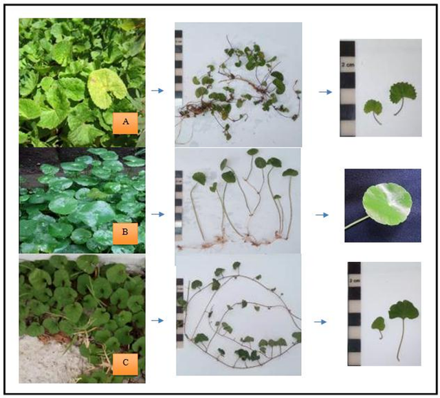 Gambar 1. Perbandingan perawakan dan daun Pegagan (Centella asiatica) (A) dengan spesies potensi adulterannya Pusar Bumi (Hydrocotyle verticillata) (B) dan Pegagan Hutan (Merremia emarginata) (C) (Sumber: Autentikasi Centella asiatica (L.) Urb. (Pegagan) dan Adulterannya Berdasarkan Karakter Makroskopis, Mikroskopis, dan Profil Kimia)