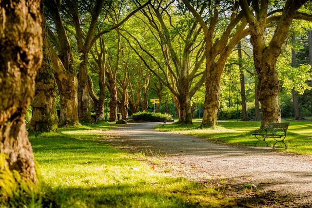 Taman Abhirama Sidoarjo (Foto hanya ilustrasi, bukan tempat sebenarnya) Sumber: unsplash.com/ Mike Benna