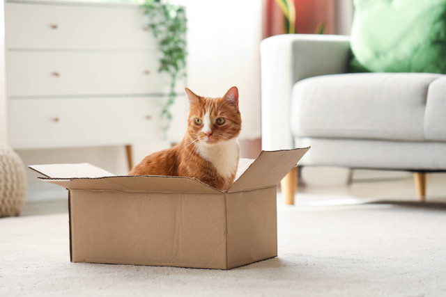 Ilustrasi kucing di dalam kardus paket. Foto: Pixel-Shot/Shutterstock