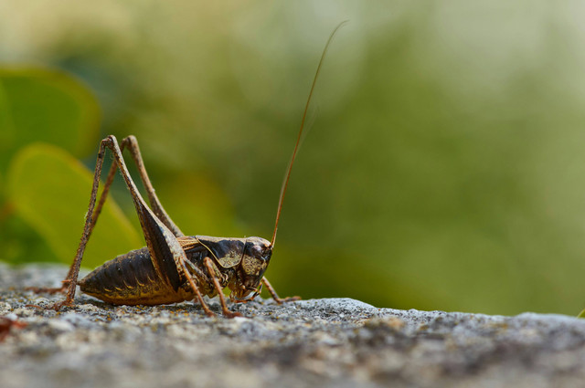 Ilustrasi Mengenal Morfologi Jangkrik. Sumber: Unsplash/Wolfgang Hasselmann