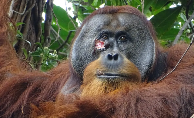 Rakus menderita luka parah di pipinya. Diduga akibat perkelahian dengan pejantan lain.  Foto: Scientific Reports/Armas